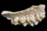 Oligocene Ruminant (Leptomeryx) Jaw Section #10564-1